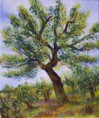 /album/galeria-krajiny/a2010-olive-tree1-aa-jpg2/